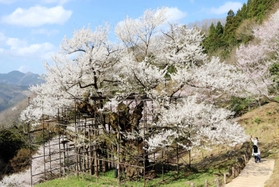 但馬で見られる野生種の一つ、エドヒガンの大木「樽見の大桜」＝養父市大屋町樽見（撮影・吉田みなみ）