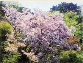 城崎温泉街から見えるカスミザクラ＝豊岡市城崎町湯島（四角澄朗さん提供）