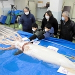 １月２８日に一般公開されたダイオウイカ＝ジオパークと海の文化館