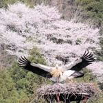 コウノトリの繁殖シーズンが到来。ヒナの誕生に備え、巣作りに精を出すコウノトリ。桜の満開もピークを迎えた＝豊岡市日高町（撮影・丸山桃奈）