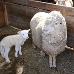 生まれたばかりのヒツジの赤ちゃん（左）＝県立但馬牧場公園