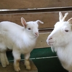 ヤギの赤ちゃん（左）＝県立但馬牧場公園