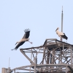 電波塔の上に巣を作るコウノトリ＝新温泉町福富