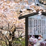 学名に「タジマ」が入る正福寺桜＝新温泉町湯