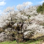 但馬で見られる野生種の一つ、エドヒガンの大木「樽見の大桜」＝養父市大屋町樽見（撮影・吉田みなみ）