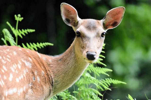 こちらを見つめる雌ジカ。警戒させなければ、数メートルの距離まで近寄れることもある＝豊岡市内（岡居宏顕さん撮影）