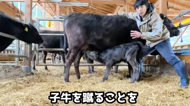 動画「育児放棄した親牛が子牛を受け入れてくれるまで」の一こま（いずれも「田中畜産の和牛チャンネル」より）