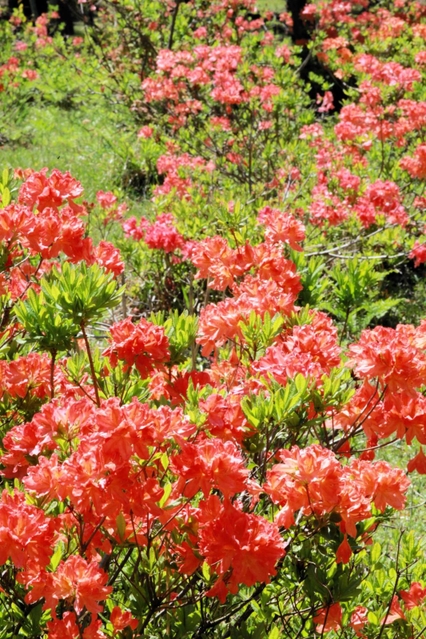 満開になったツツジ＝兎和野高原野外教育センター