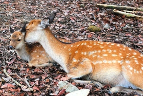 子ジカの体をなめる母ジカ＝豊岡市内（岡居宏顕さん撮影）