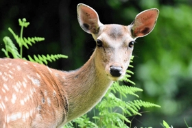 こちらを見つめる雌ジカ。警戒させなければ、数メートルの距離まで近寄れることもある＝豊岡市内（岡居宏顕さん撮影）