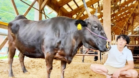 動画「１７歳の但馬牛『はるか』を出荷します」