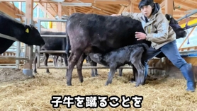 動画「育児放棄した親牛が子牛を受け入れてくれるまで」の一こま（いずれも「田中畜産の和牛チャンネル」より）