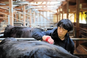 牛をブラッシングする田中一馬さん＝香美町村岡区