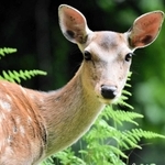 こちらを見つめる雌ジカ。警戒させなければ、数メートルの距離まで近寄れることもある＝豊岡市内（岡居宏顕さん撮影）