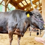 動画「１７歳の但馬牛『はるか』を出荷します」
