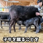 動画「育児放棄した親牛が子牛を受け入れてくれるまで」の一こま（いずれも「田中畜産の和牛チャンネル」より）