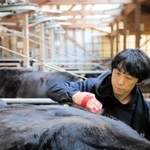 牛をブラッシングする田中一馬さん＝香美町村岡区