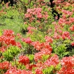 満開になったツツジ＝兎和野高原野外教育センター