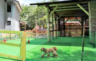 手作りのドッグラン。愛犬家のアドバイスを参考にした＝豊岡市出石町福住