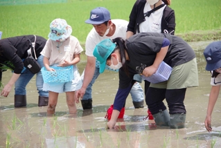 子どもたちに田植えを体験してもらい、農業の面白さを伝える（アイガモの谷口提供）＝新温泉町対田
