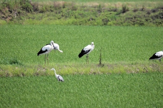 石川県内で巣立ったコウノトリ（中央）が韓国へ＝韓国・忠清南道（県立コウノトリの郷公園提供）