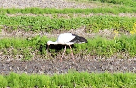 絵本のように、青山さんの田んぼに降り立つコウノトリ＝豊岡市日高町万劫