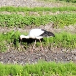 絵本のように、青山さんの田んぼに降り立つコウノトリ＝豊岡市日高町万劫