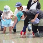 子どもたちに田植えを体験してもらい、農業の面白さを伝える（アイガモの谷口提供）＝新温泉町対田