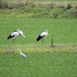 石川県内で巣立ったコウノトリ（中央）が韓国へ＝韓国・忠清南道（県立コウノトリの郷公園提供）