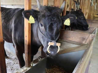 母牛や子牛が暮らす牛舎＝県立但馬牧場公園
