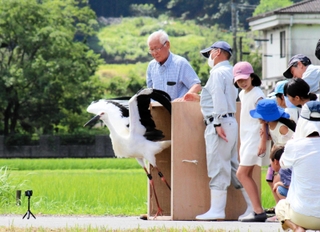 児童らに見守られて空に飛び立つコウノトリの幼鳥＝養父市八鹿町上小田