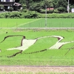 田んぼに描いたクマノミ＝豊岡市但東町正法寺