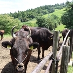県立但馬牧場公園のゲレンデに放牧されている牛＝新温泉町丹土、県立但馬牧場公園