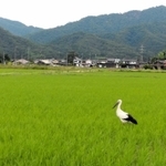 水田で羽を休めるコウノトリ＝豊岡市内（河合美智子さん撮影）