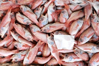 高級魚として知られるノドグロも小さいサイズは漁協が買い取り、冷凍保存している＝香美町香住区若松