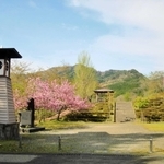 桜の名所として知られる御殿山公園＝香美町村岡区村岡（同町提供）