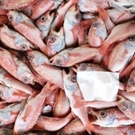 高級魚として知られるノドグロも小さいサイズは漁協が買い取り、冷凍保存している＝香美町香住区若松