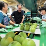 ベルトコンベヤーで運ばれる二十世紀梨＝香住梨選果場
