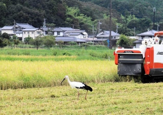 稲刈り中の田んぼで羽を休めるコウノトリ＝９月１４日、豊岡市祥雲寺