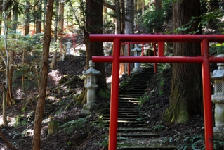 参道には信者らが寄進した鳥居が並ぶ＝瀞川稲荷神社