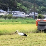 稲刈り中の田んぼで羽を休めるコウノトリ＝９月１４日、豊岡市祥雲寺