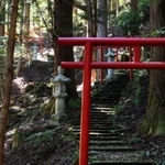 参道には信者らが寄進した鳥居が並ぶ＝瀞川稲荷神社