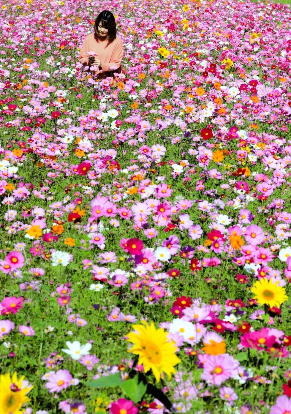 ピンクや黄色 コスモス満開 「トキワ」の農園で5万本 香美|但馬|神戸