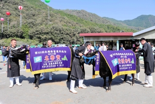 肉牛の部で名誉賞に輝いた「一範」（左）と、同部雌区で最優秀賞１席の「もみじ２の２」＝但馬家畜市場