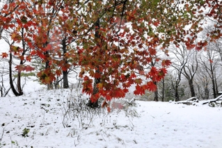 紅葉が残る木も＝１３日午前１１時３２分、ハチ北高原