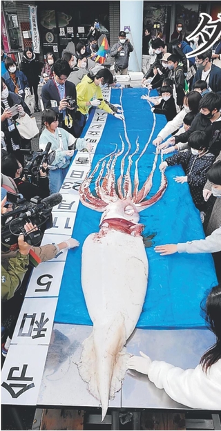 解剖されるダイオウイカ＝ジオパークと海の文化館