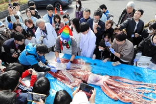 解剖されるダイオウイカ＝ジオパークと海の文化館