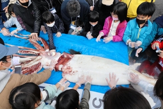 解剖前のダイオウイカに触る子どもたち＝ジオパークと海の文化館