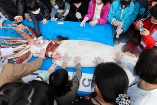 解剖前のダイオウイカに触れる子どもたち＝ジオパークと海の文化館