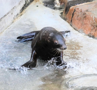 城崎マリンワールドで２２年ぶりに誕生したトドの赤ちゃん「カナタ」の一般公開が始まった＝豊岡市瀬戸